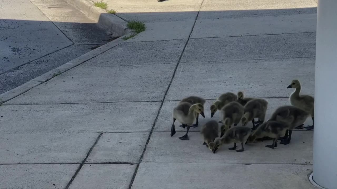 S2EP5b: Another Baby Goose video