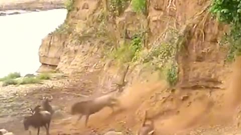 Incapable jump....