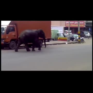 Elephant kills Poacher & Tramples Her Funeral