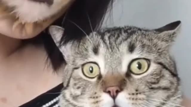 Best Cats Funny Moments REELS VIDEOS