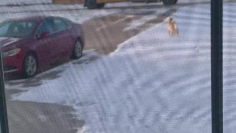 Golden Retriever Walks Girl to the Bus Every Day