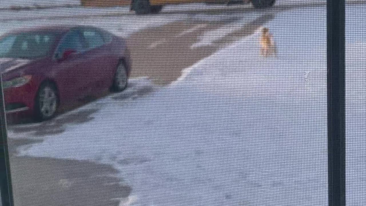 Golden Retriever Walks Girl to the Bus Every Day