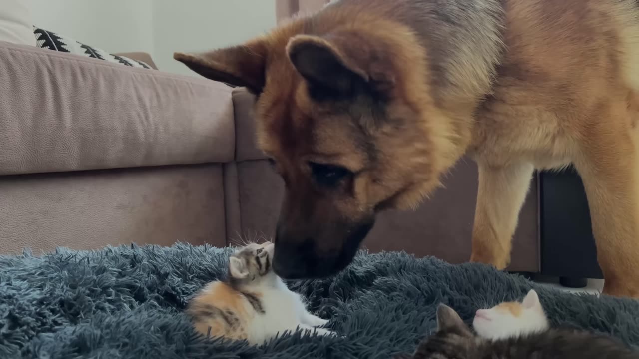 German Shepherd Shocked by Tiny Kittens occupying dog bed!