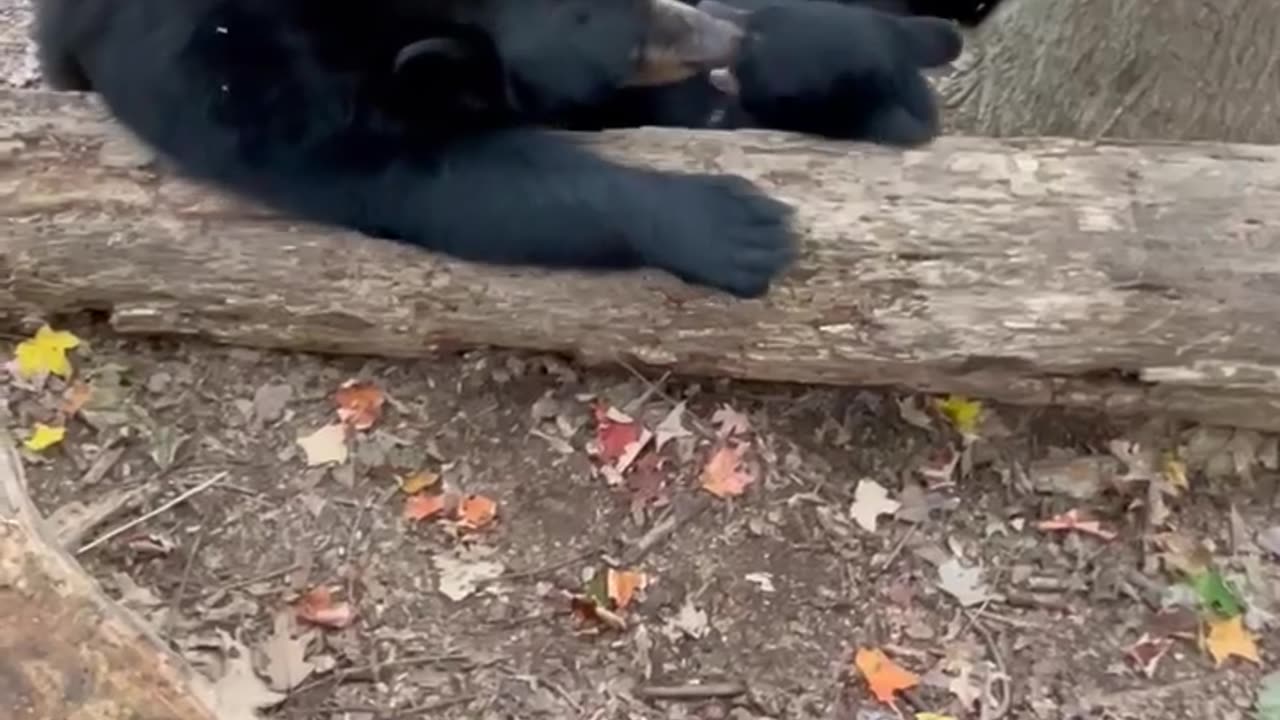 Mother Bear Plays With Her Cub