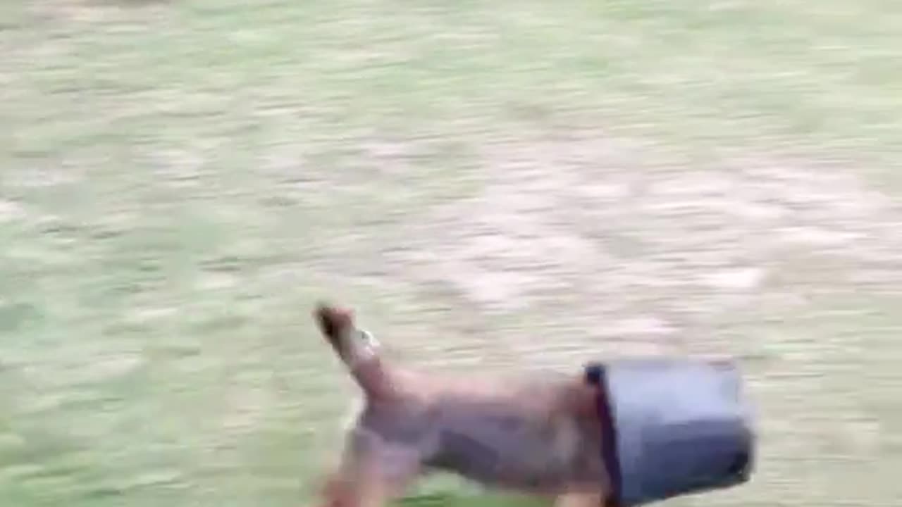 say hello to hubble he loves to steal our