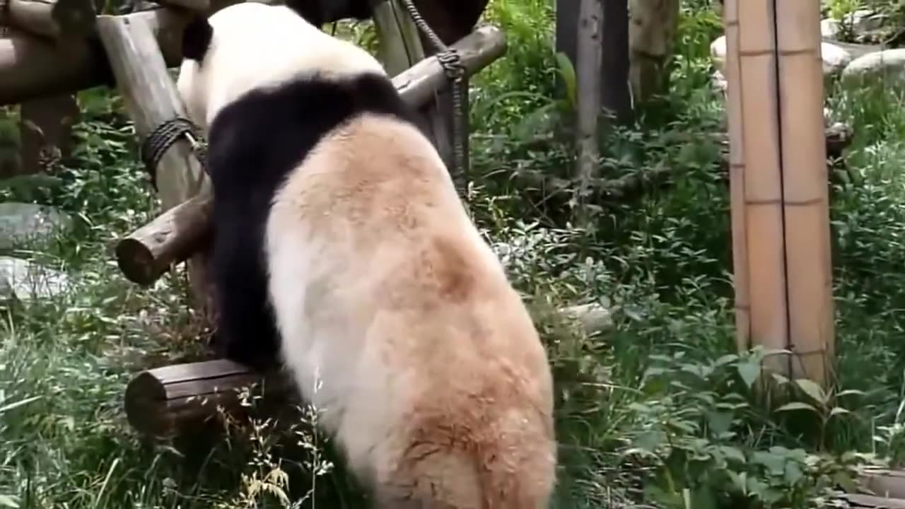 Funny Panda Video - Funny Animal