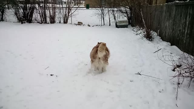 Avalanche loves playing fetch with ball