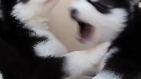 Baby huskies playing