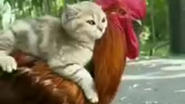 A kitten riding on the chicken๐บ๐บ๐บ๐๐๐