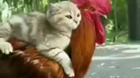 A kitten riding on the chicken😺😺😺🐔🐔🐔