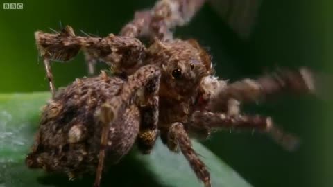 Spider With Three Super Powers | The Hunt | BBC Earth