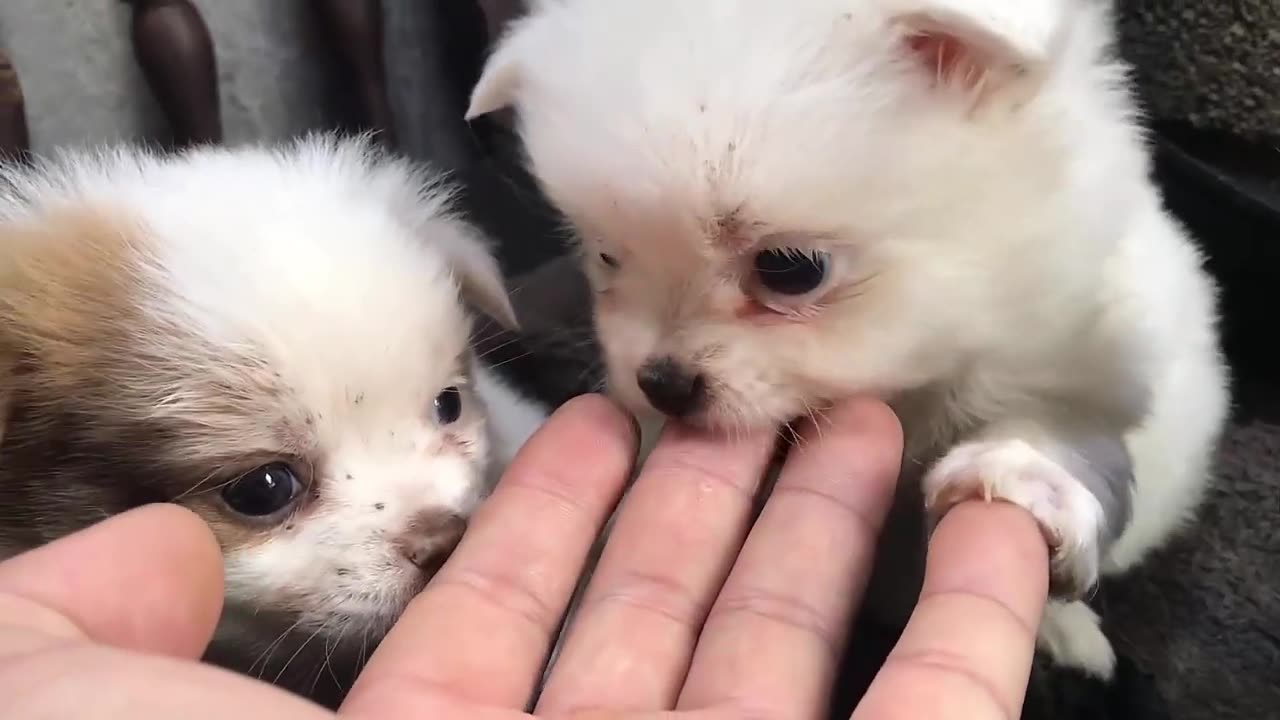 Cute puppy eats for the first time