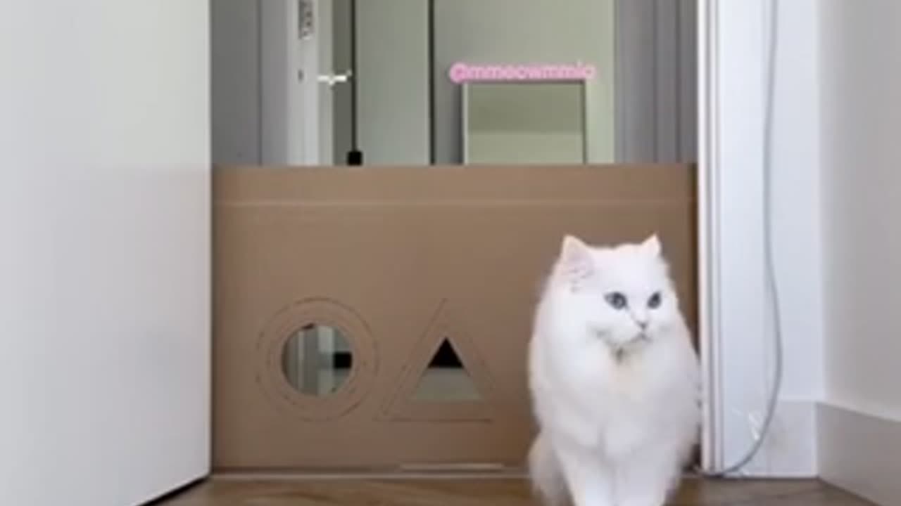 A lovely white cat.