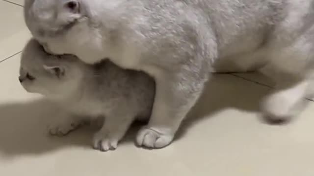 Funny cat waaw