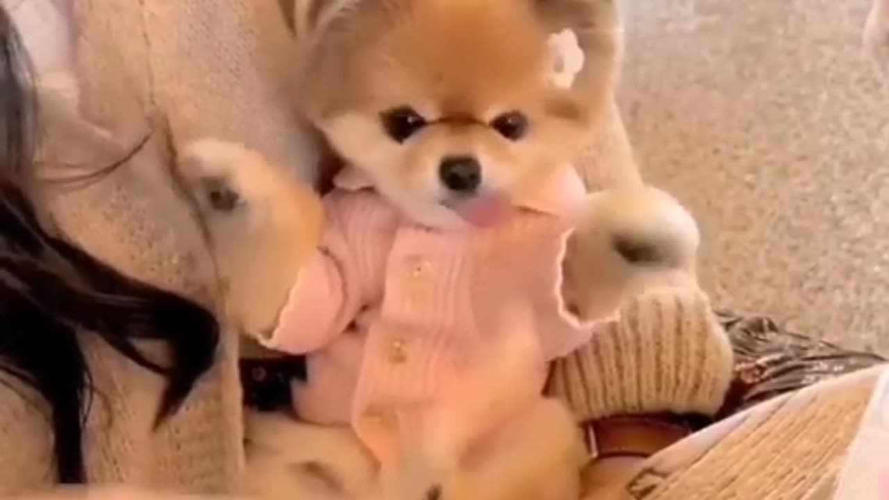 🙏❤️🎉🎉🎉🎊🎊🎊️SWEET AND FUNNY PETS SHOTS 🙏❤️❤️🎉🎉🎉🎊🎊🎊