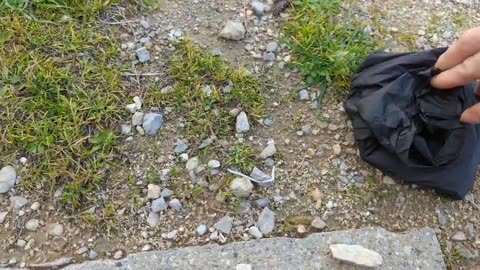 2023-02-06 (3) - Ramassage du caca - Twitch Meutemediatique