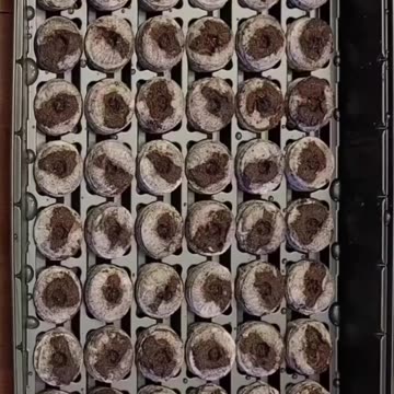 Hyperlapse Peat Pellet Expansion