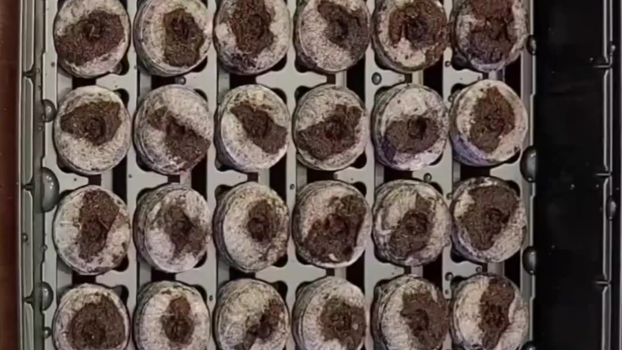 Hyperlapse Peat Pellet Expansion