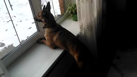 dog watching