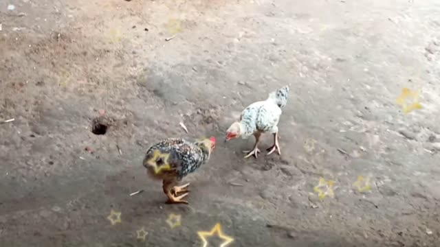 Hen bird fight