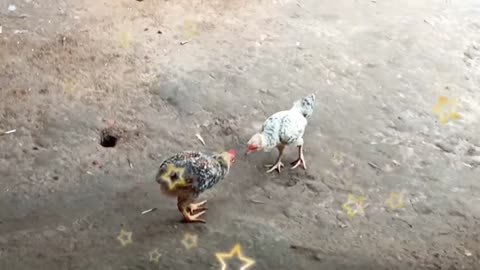 Hen bird fight