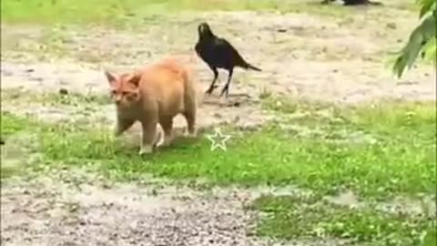 Cute cat