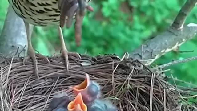 Burung memberi makan