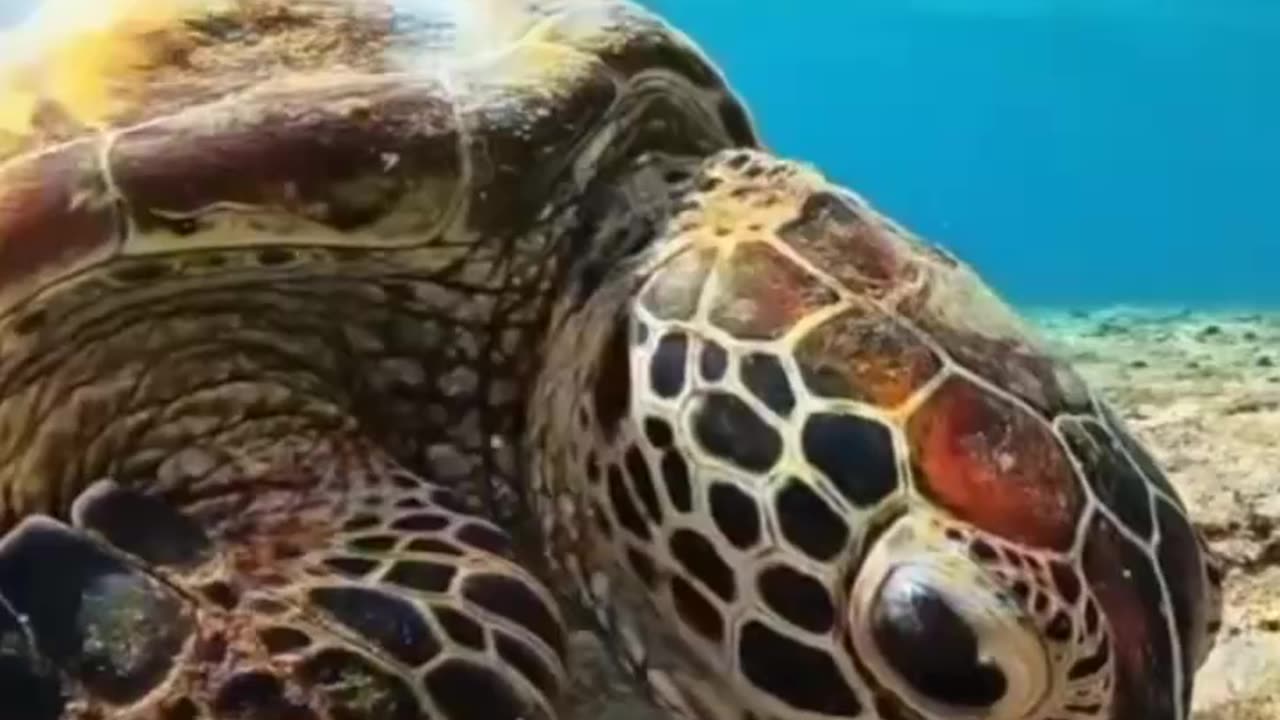 Tortoise in the water