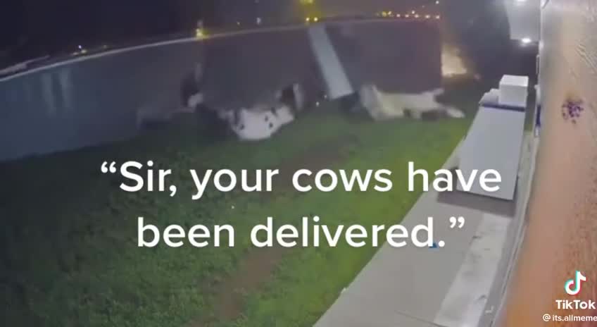 Sir, your cows have been delivered.