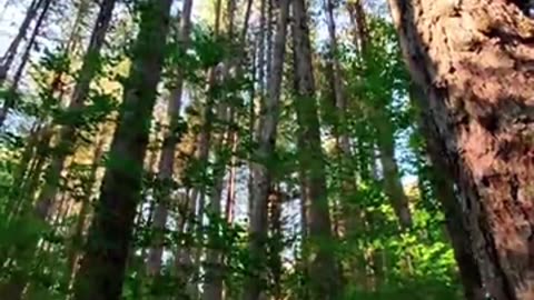 The Little Seed: A Journey of Patience #shorts #motivationalvideo #videoshorts