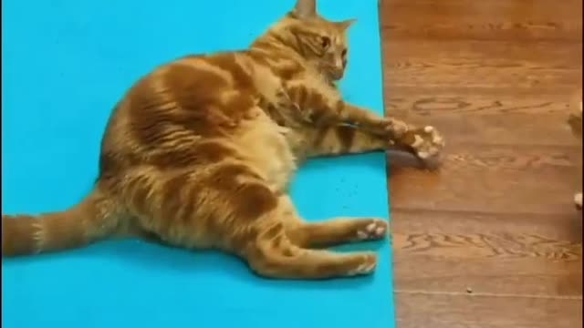 Dog and cat 🐱