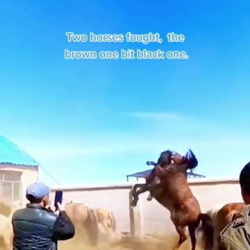 The Brown Horse Was Out For The Kill - Try Not To Laugh!