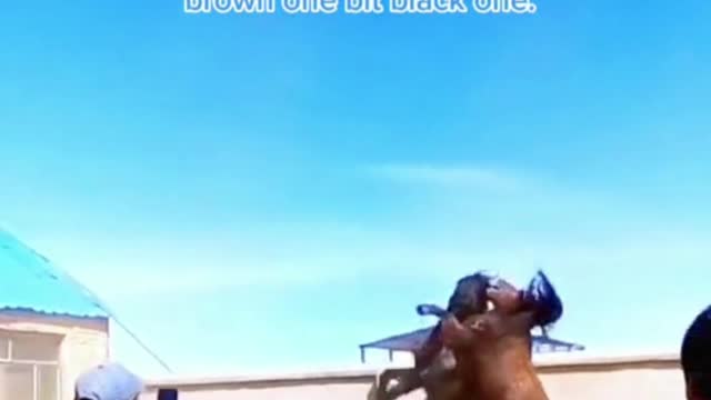 The Brown Horse Was Out For The Kill - Try Not To Laugh!