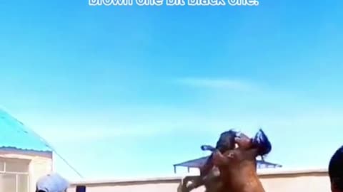 The Brown Horse Was Out For The Kill - Try Not To Laugh!