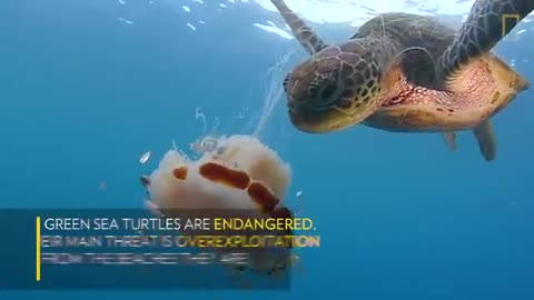 See a Sea Turtle Devour a Jellyfish Like Spaghetti | National Geographic