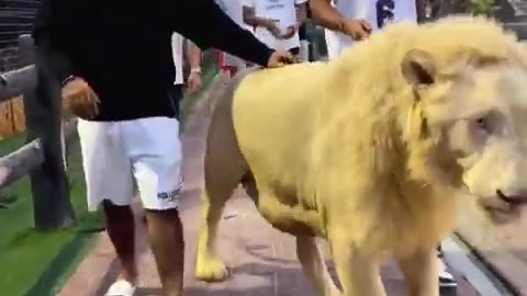 Lion attitude
