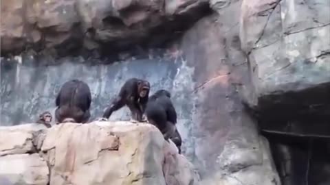 Momma Chimp Discipline