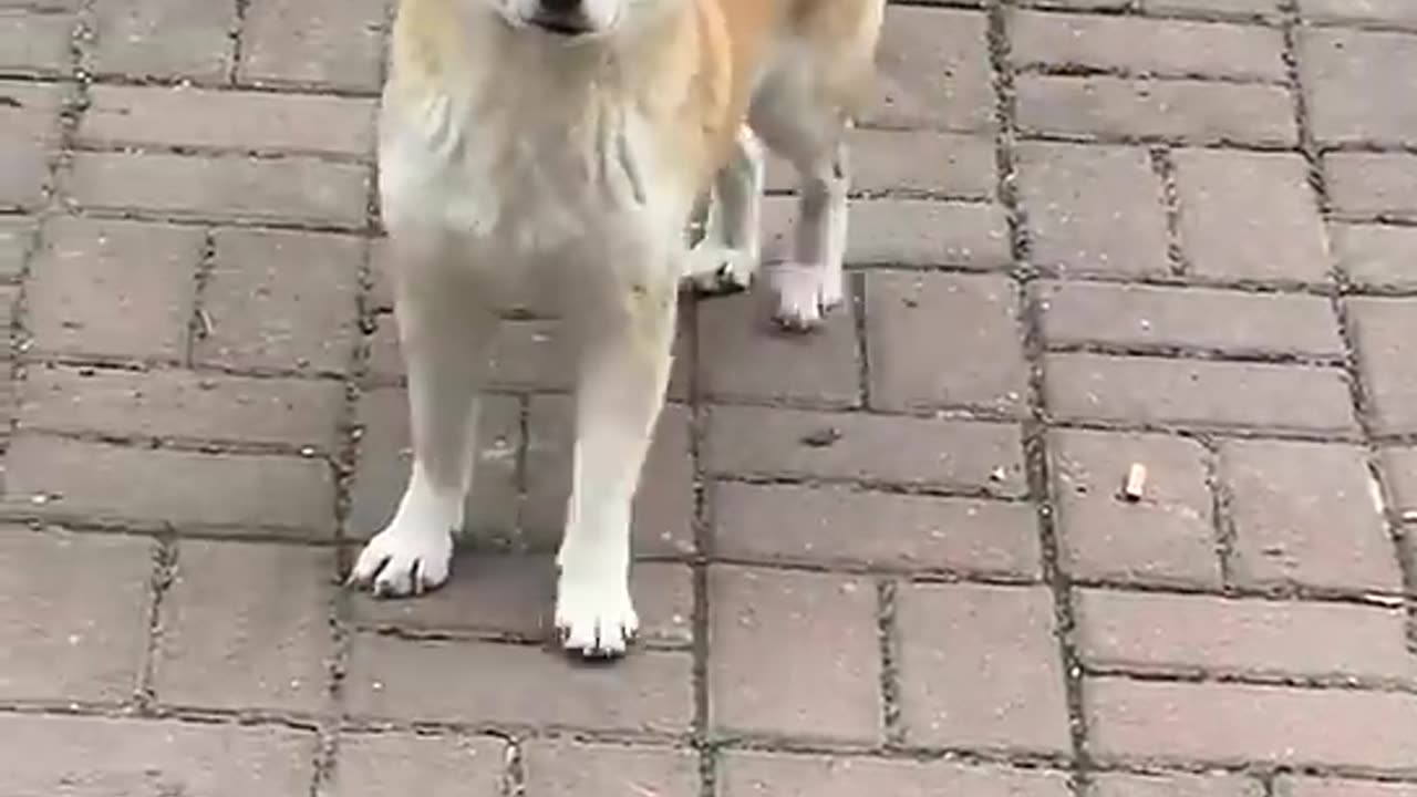 Cute dog jumping while walking