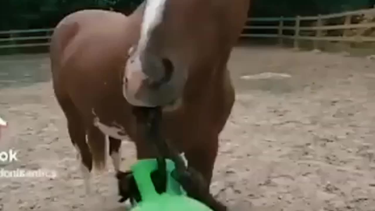 Funniest pet video. Try not to laugh