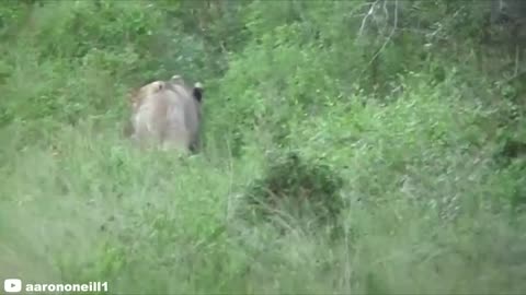 6 Lion Encounters That Will Give You Goosebumps