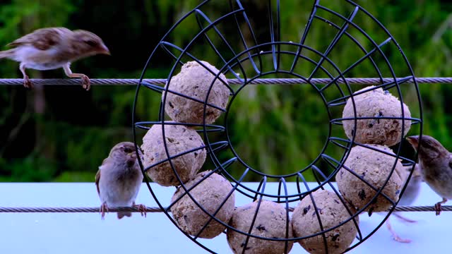 "Sparrow's Breakfast: A Close-Up Look at a Sparrow Eating on a Windowsill"