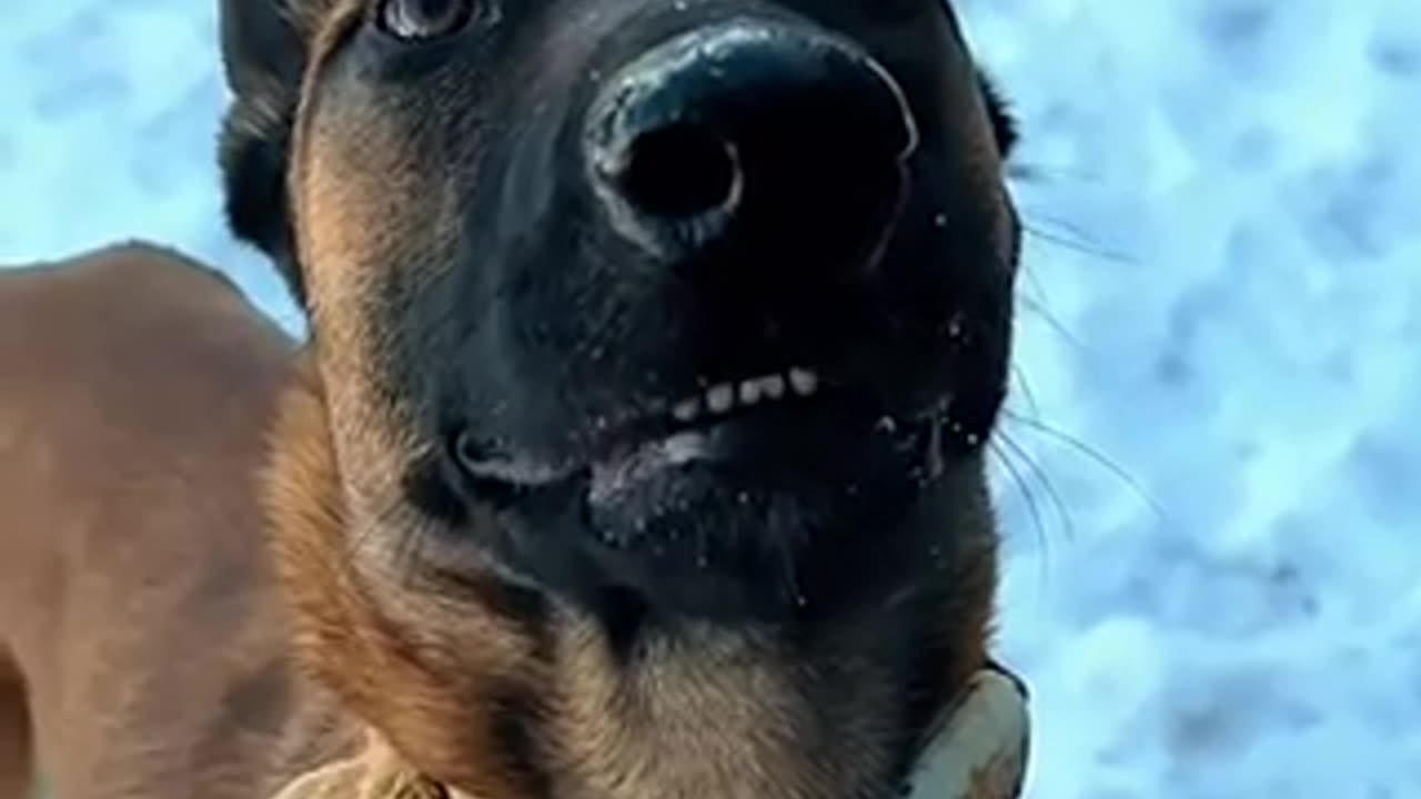 Funny video dog