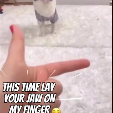 Puppies Learn Tricks At Record Speed