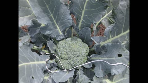 Brilliant Green Broccoli July 2024