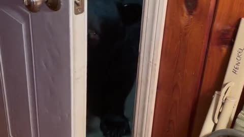 Bear Steals Jacket and Closes Door