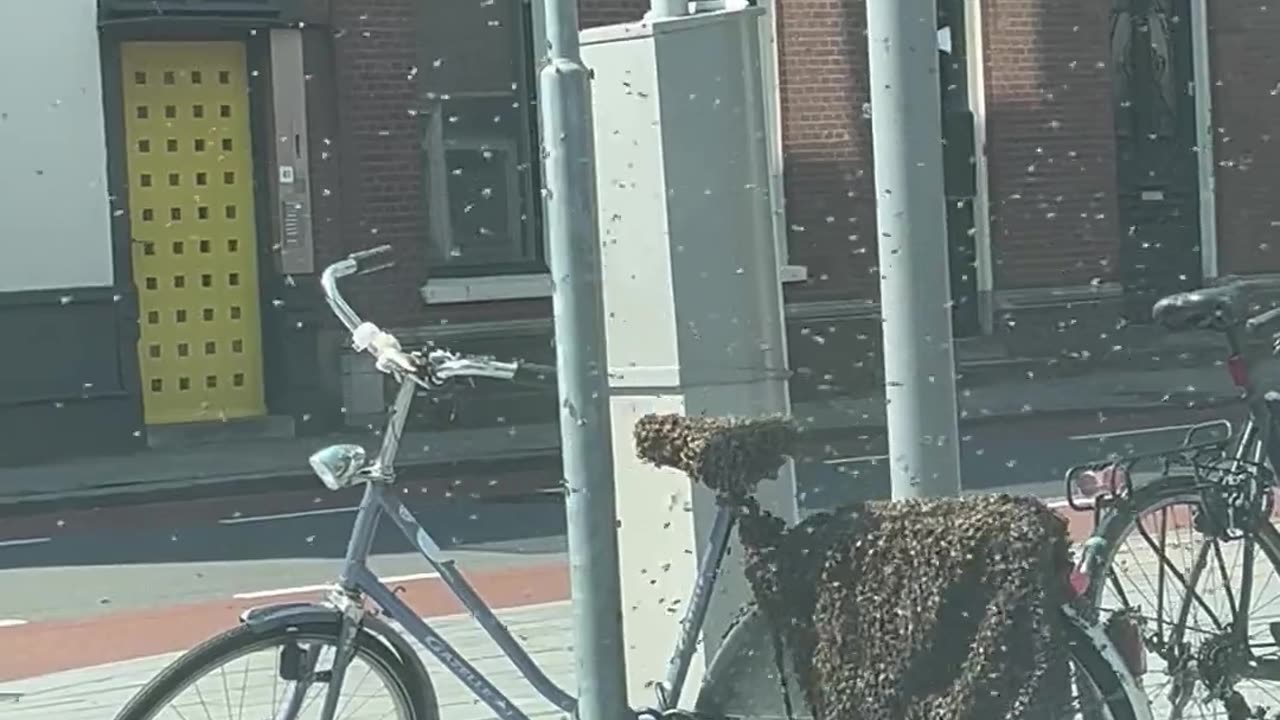 Bees Swarm Bicycle