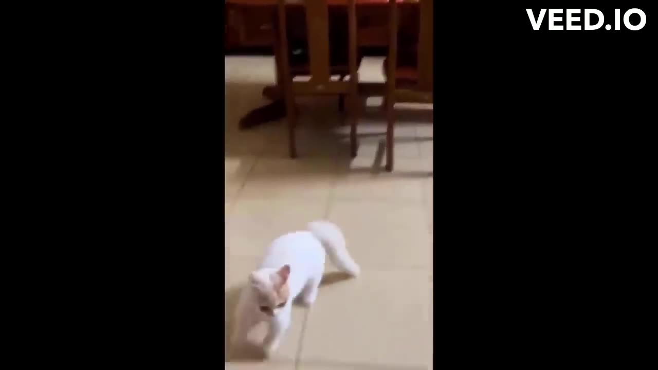 Funny cat videos 2024