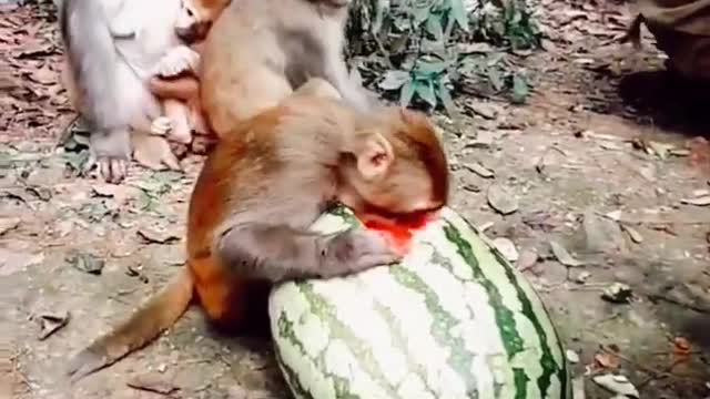 Funny Monkey Loves Watermelon Monkey Eating Cute Monkey Squad Animals Funny Videos #shorts