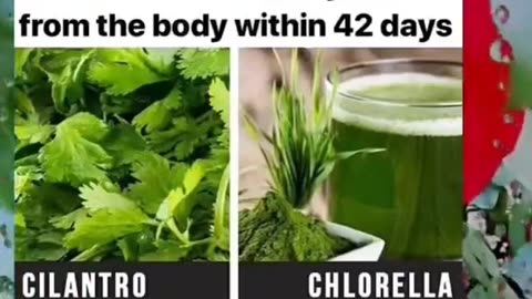 @_plant.power - Cilantro and Chlorella - Health Benefits