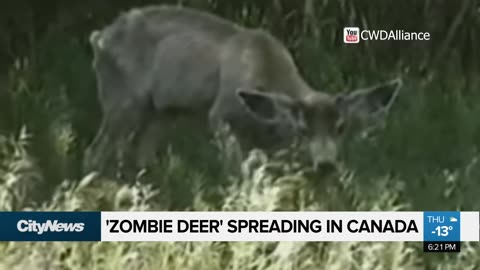 ZOMBIE DEER’ SPREADING IN CANADA